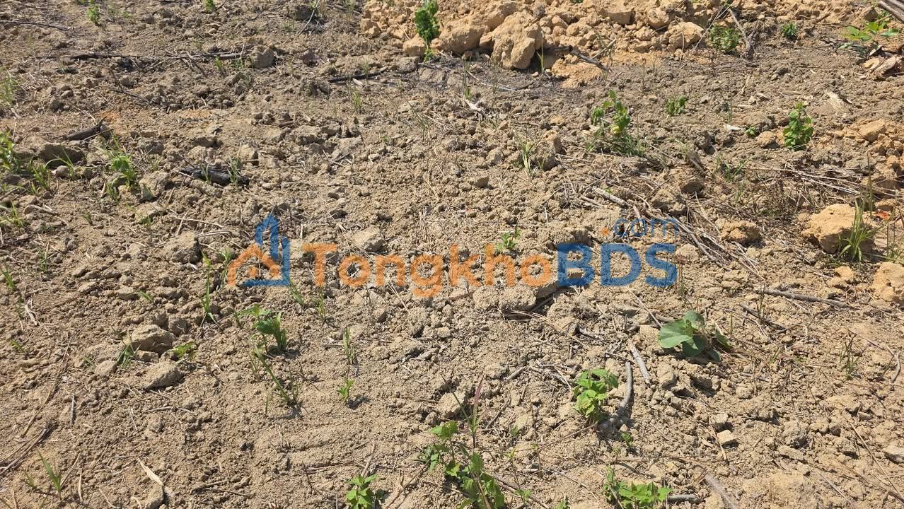 Farm Ia Ga Gia Lai 6.5ha 800tr - Dau tu dai han ben vung
