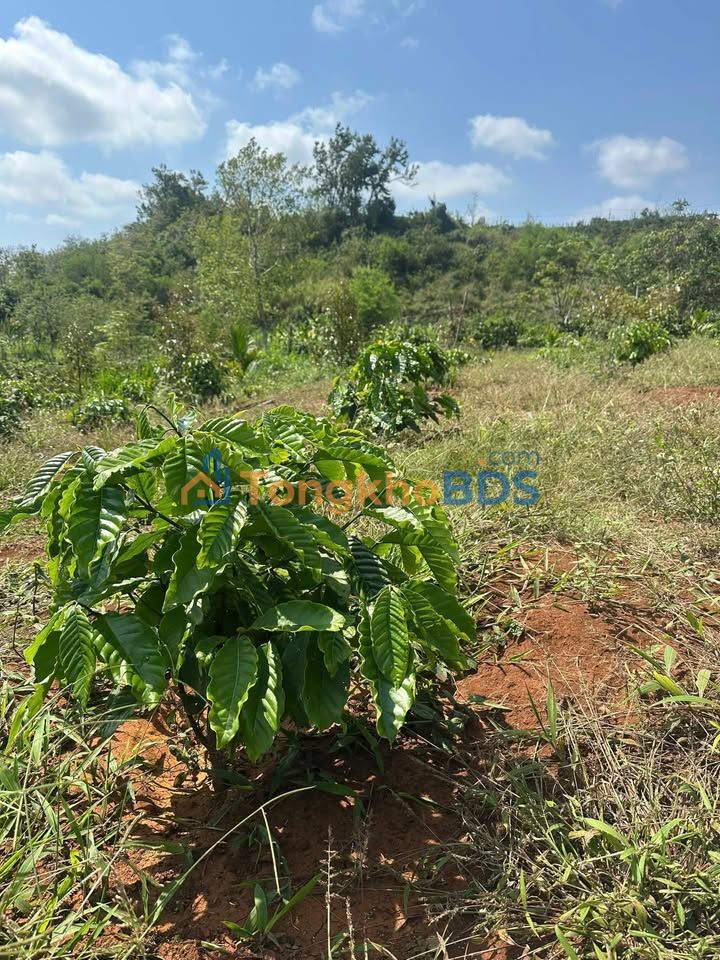 Đất Vườn Buôn Hồ 9000m² - 1.8 Tỷ Có Sầu Riêng, Cau, Cà Phê