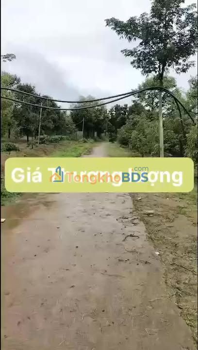 Farm 3.3ha Đắk Lắk - 250 Cây Sầu Riêng, Kinh Doanh Hái Ra Tiền