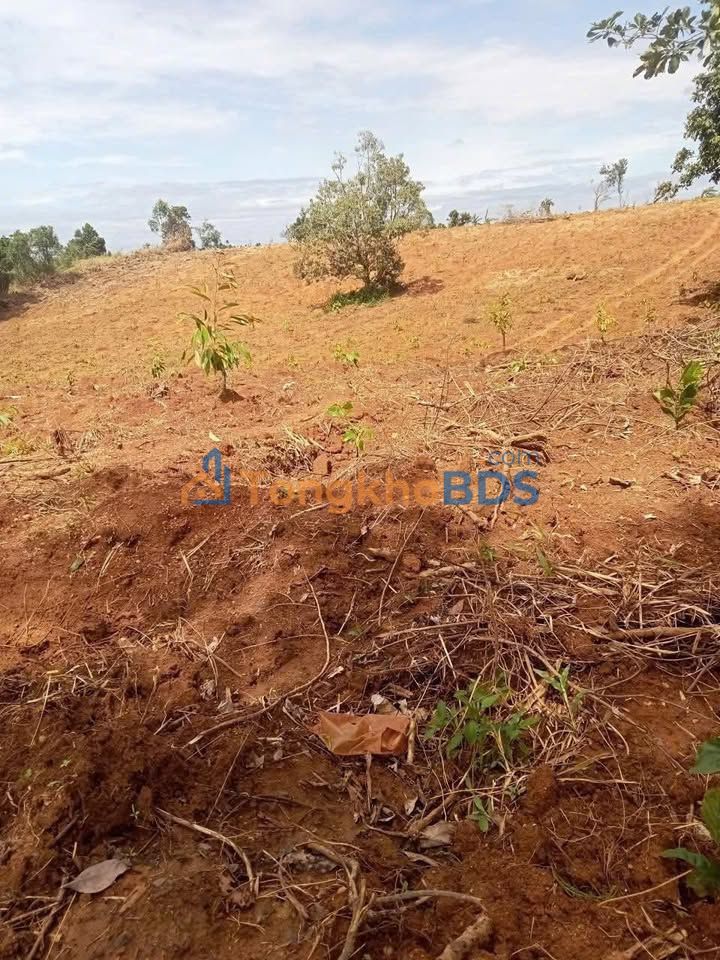 Farm 38.000m² Ea Knốp, Đắk Lắk - Sầu Riêng Thái & Café Xanh Lùn - 950 Triệu