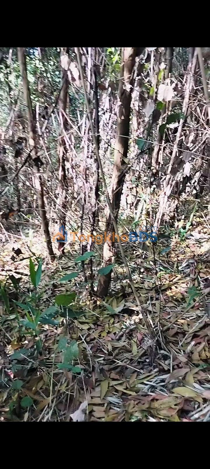 Đất nền Đắk R'Măng 13.000m² 480 triệu - Sổ đỏ