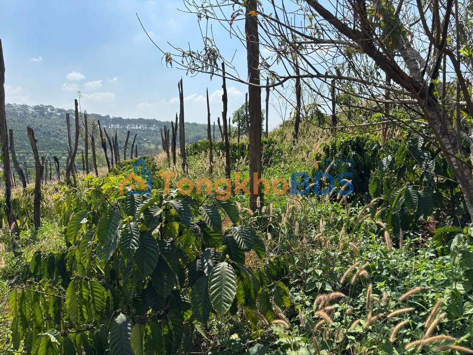 Bán Gấp Vườn Cafe 2 Hecta - Sổ Hồng Riêng Tại Đồng Xoài, Bình Phước