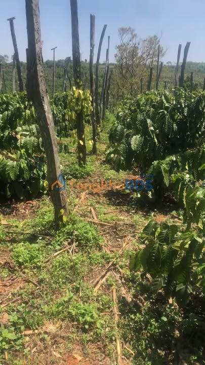 Bán Đất Vườn 11000m² Xã Tân Hà, Lâm Đồng - Giá 2.4 Tỷ Đầu Tư Hấp Dẫn