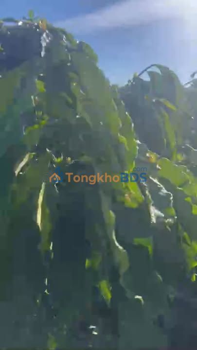 Bán Gấp Rẫy Cafe 10800m² Đăk Đoa - Sổ Đỏ, Ôtô Tới Tận Nơi