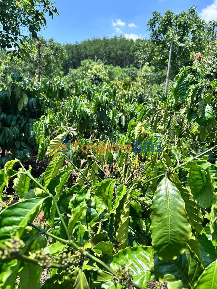 Đất Nông Nghiệp Đắk Nông 25.000m² - Sẵn Sổ Hồng, Giá 5.3 Tỷ