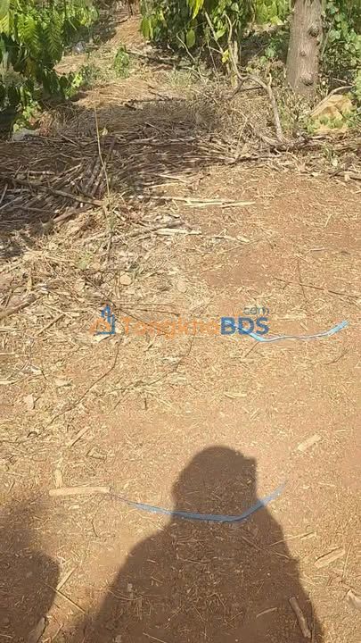 Bán Gấp Lô Rẫy 3ha Xã Ia Pnôn, Đức Cơ - Giá 3.8 Tỷ