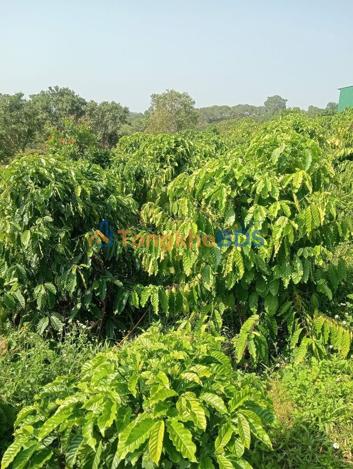 Bán Gấp Farm Cà Phê 14.000m² Đắk Nông - Sẵn Sàng Kinh Doanh