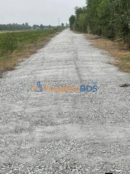 Đất Lúa 1225m² Thạnh Hóa, Long An - Sổ Sẵn, Giá 429 Triệu