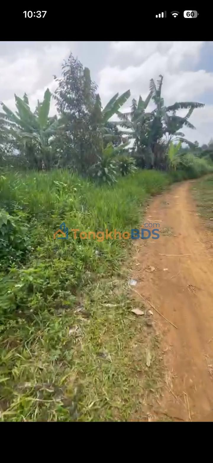 Đất Vườn Lộc An, Bảo Lộc 2000m² - Mặt Tiền Đường Đất 50m, Giá 1.05 Tỷ