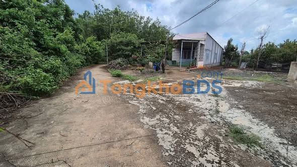 Đất Vườn 7000m² Bình Phước - Sổ Hồng Riêng Từng Sào, Giá Chỉ 250 Triệu/Sào