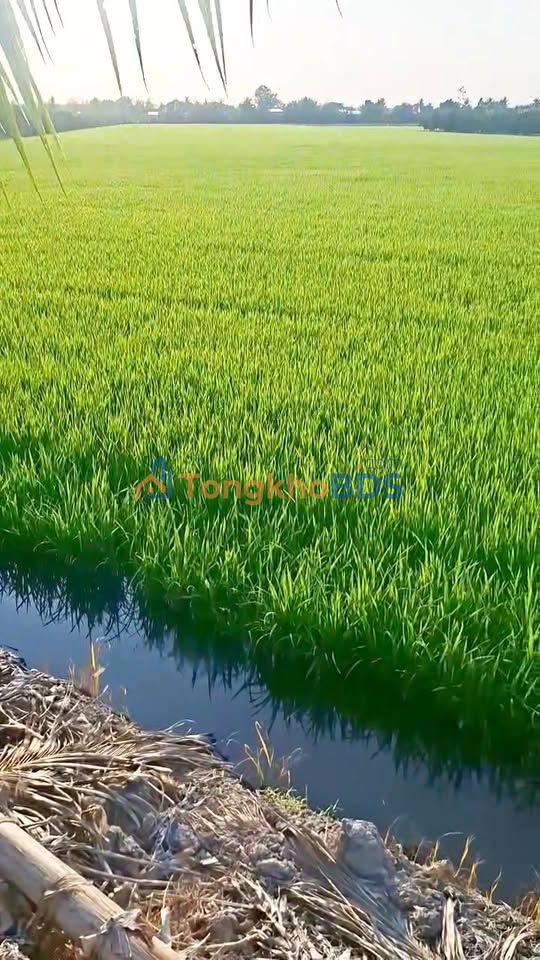 Cho thuê đất ruộng 2100m² tại Đồng Tháp - Giá tốt