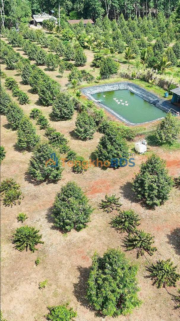 Bán Gấp Vườn Sầu Riêng, Cao Su 7.8Ha Tại Bù Đăng, Bình Phước - Giá Thỏa Thuận