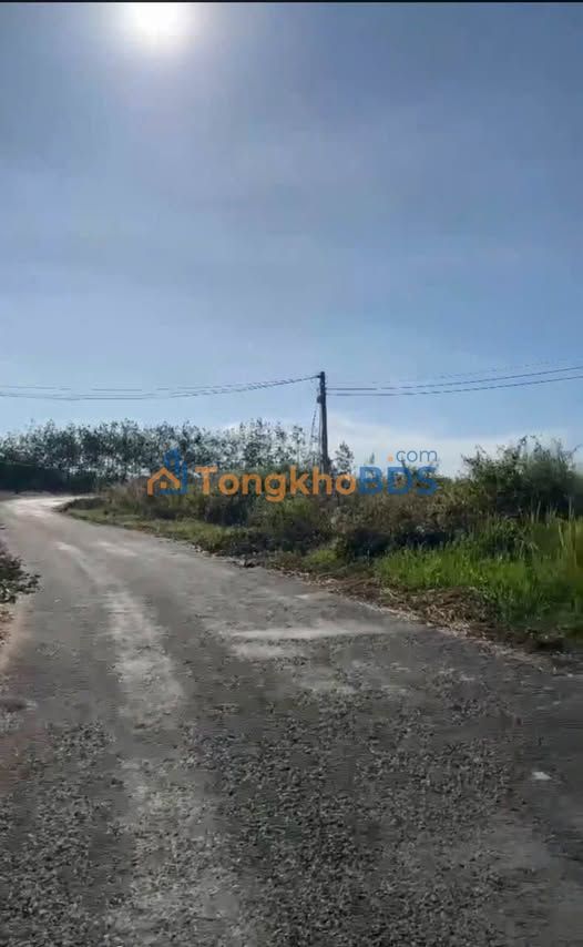 Bán 12.000m² đất cao su mặt tiền đường nhựa Bình Phước - Sẵn sổ đỏ