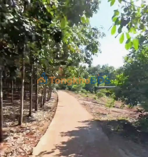 Bán Gấp Đất Vườn 20.000m² Xã Tiến Hưng, Đồng Xoài - Giá 1.6 Tỷ