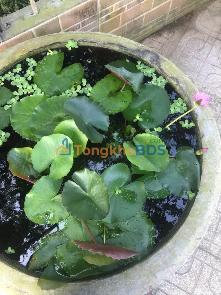 Bán Đất Mặt Phố Nguyễn Chế Nghĩa, Sơn Trà, Đà Nẵng - 98m²