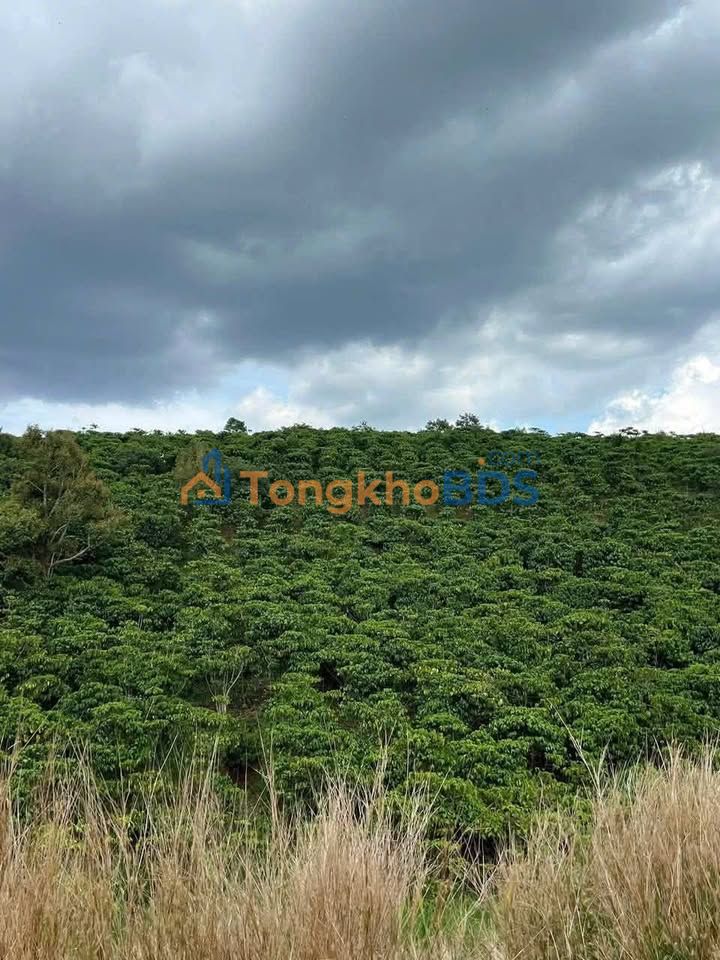 Bán Gấp Farmview 10.000m² Sổ Đỏ, Đất Triền Cafe, Có Ao Suối - Bảo Lâm, Lâm Đồng