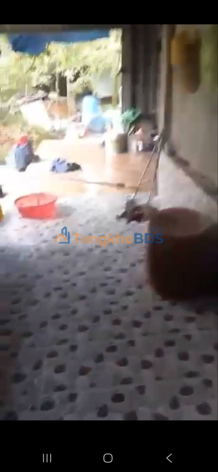 Bán Gấp Vườn Sầu Riêng 4000m² - Tân Hưng, Cái Bè, Tiền Giang