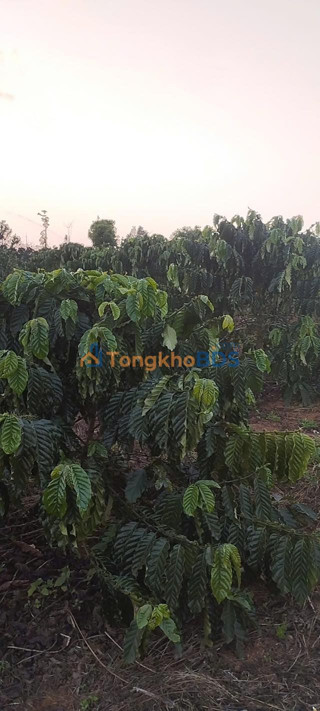 Bán Gấp 4ha Đất Vườn Cà Phê Thuận Hạnh, Lâm Đồng - Giá 1.039 Tỷ