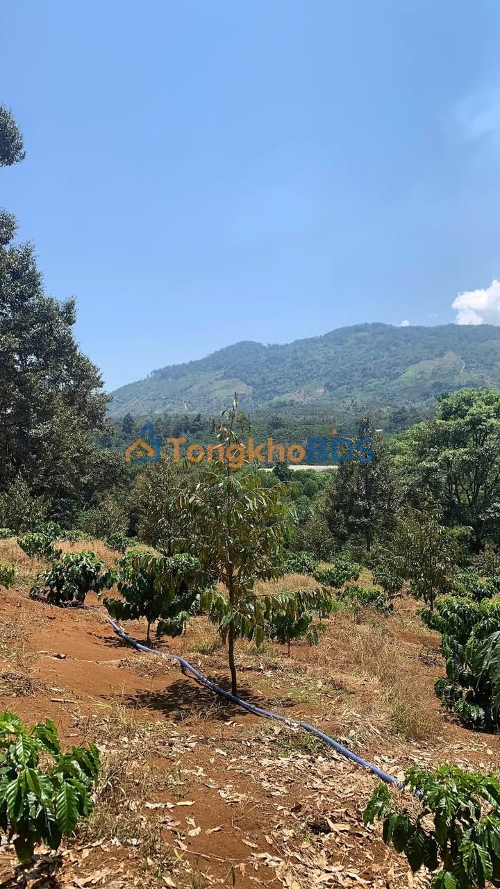 Farm 1.5ha View Núi Đại Bình - Bảo Lộc, Lâm Đồng