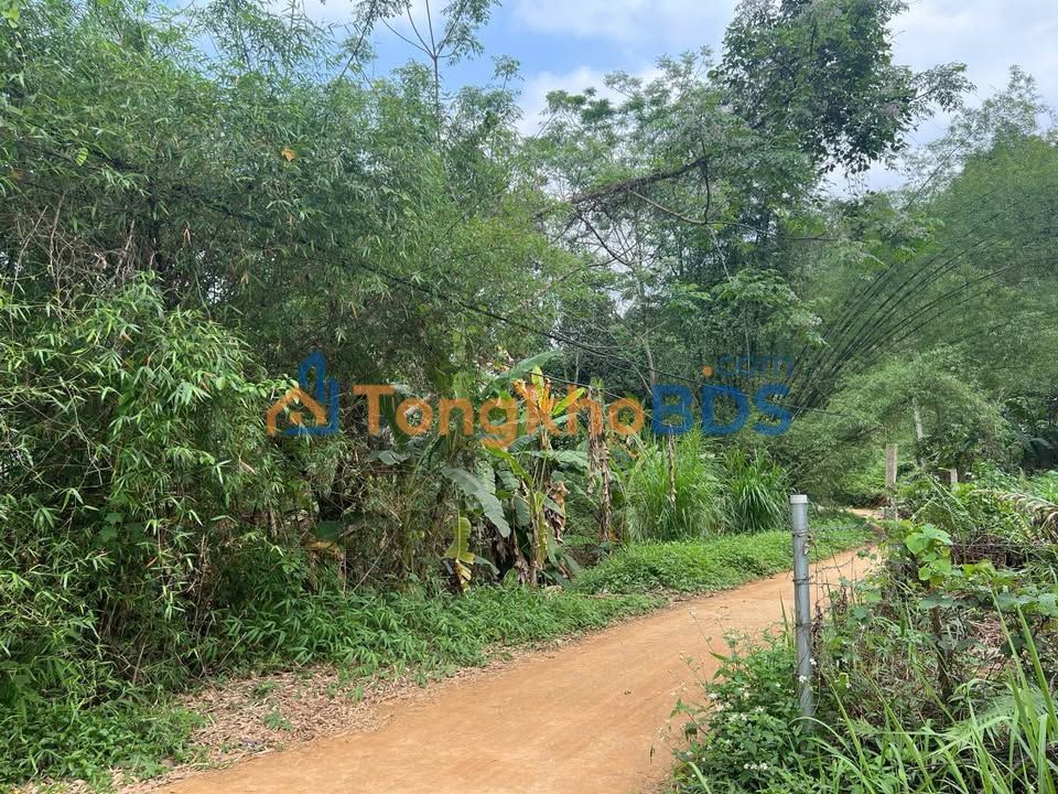 Bán Gấp Trang Trại 5300m² Đại Lộc - Sổ Đỏ, Sẵn Sàng Kinh Doanh