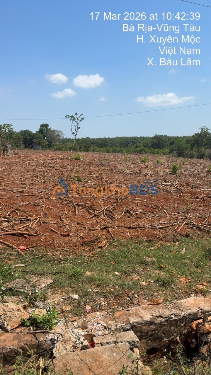 Đất Vàng Xuyên Mộc 6600m² - Sổ Đỏ, Gần Chợ, Trường Học - Giá 9.95 Tỷ