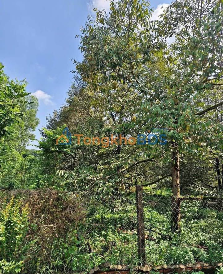 Đất Vườn 1400m² Mặt Tiền Đường Bê Tông - Gần KCN Minh Hưng, Bình Phước