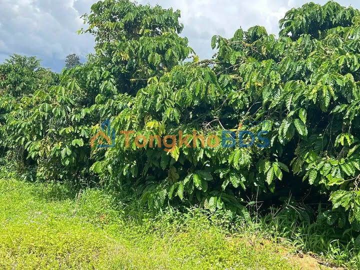 Đất vườn Ea Sar 21.856m² 2.1 tỷ - Sổ hồng rõ ràng