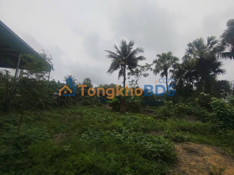 Bán đất Quảng Xương, Thanh Hóa 291m² - Mặt tiền 10m, ô tô vào tận nơi