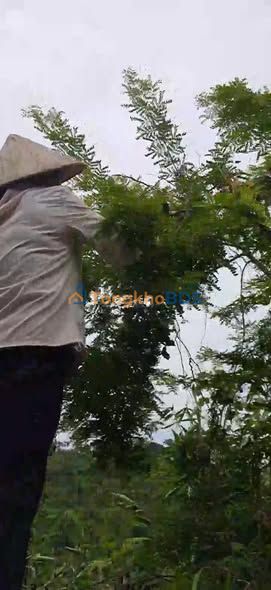 Bán Gấp 49.000m² Vườn Đồi Bồ Kết Tại Bắc Kạn - Sổ Đỏ Chính Chủ