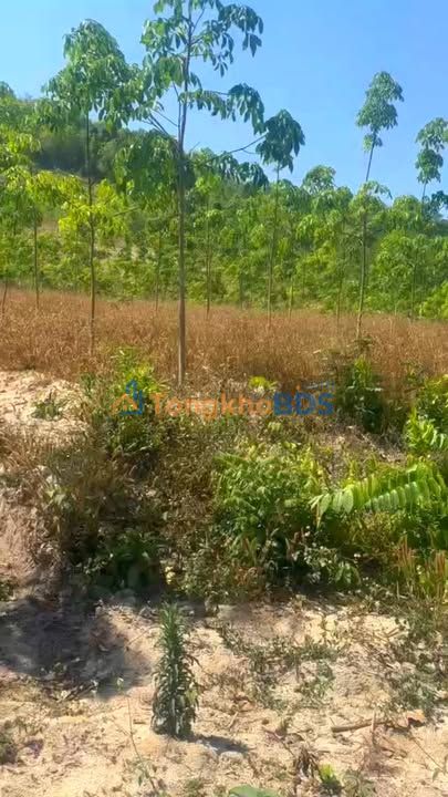 Bán Gấp Đất Rẫy 10.000m² Gia Lai - Sổ Đỏ Sẵn Sàng, Giá 3.5 Tỷ