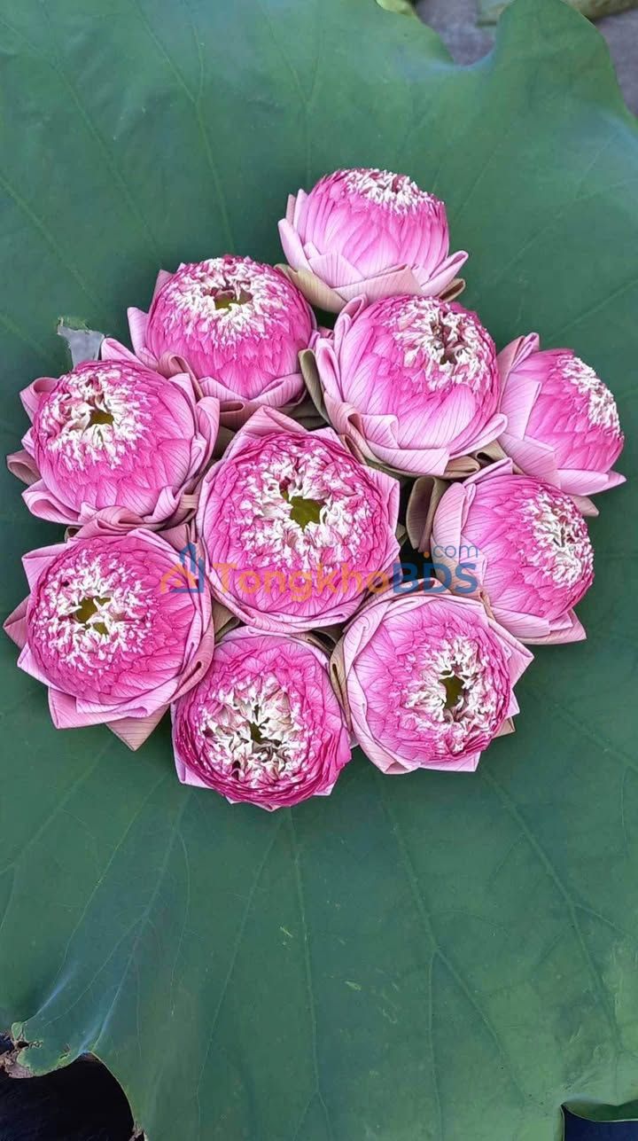 Bán đất Thị trấn Tuy Phước 250m² sổ đỏ chính chủ - Giá tốt