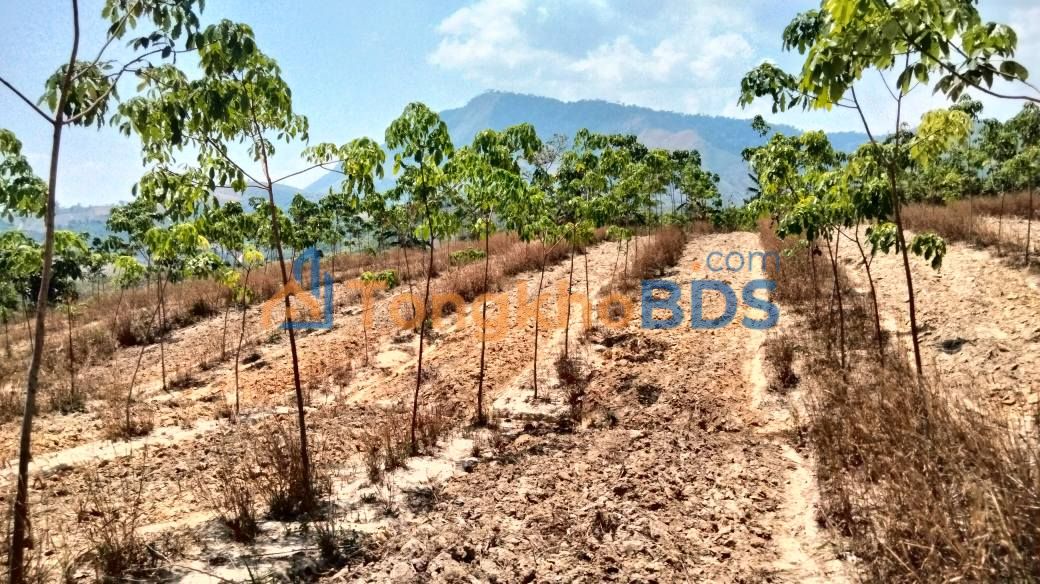 Bán Gấp 12.000m² Đất Vườn Cao Su Ia Khươl, Gia Lai - Giá Tốt