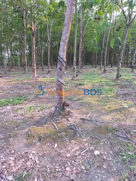 Farm Cao Su 3ha Bù Đốp Bình Phước - Sổ Hồng Sẵn Sàng, Giá Đầu Tư 5.4 Tỷ