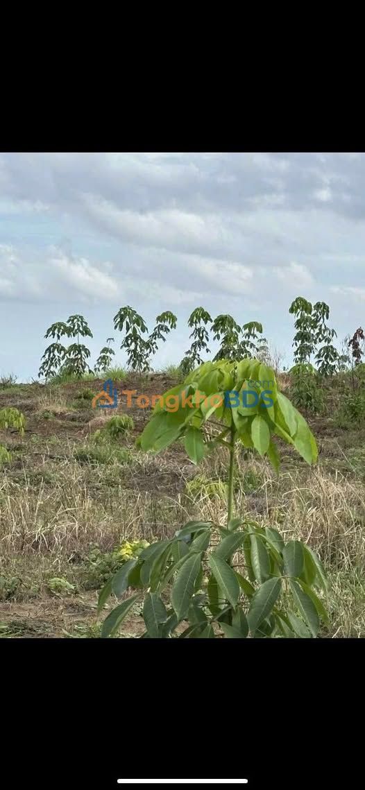 Bán Gấp Vườn Cao Su 8.7 Sào Xã Tân Tiến, Bình Phước - Giá Đầu Tư 700 Triệu