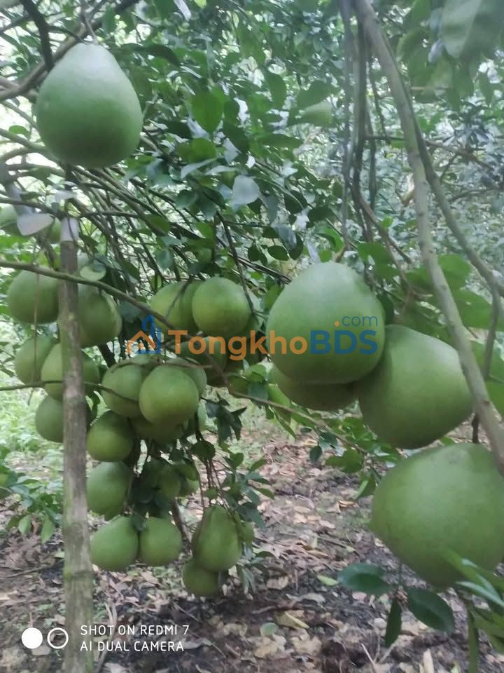 Bán Gấp Trang Trại Vườn Xanh 1ha, Mặt Tiền Đường Nhựa 140m - Vĩnh Cửu, Đồng Nai