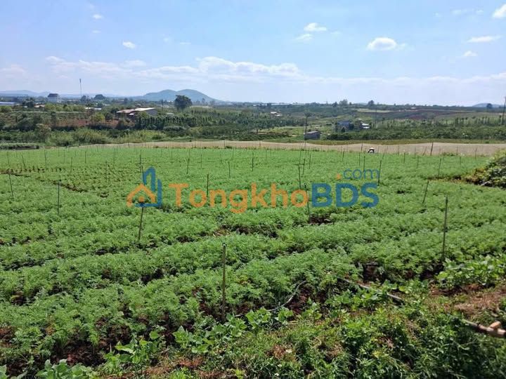 Bán gấp 1ha đất TC, MT đường Cách 60m - Đức Trọng, Lâm Đồng