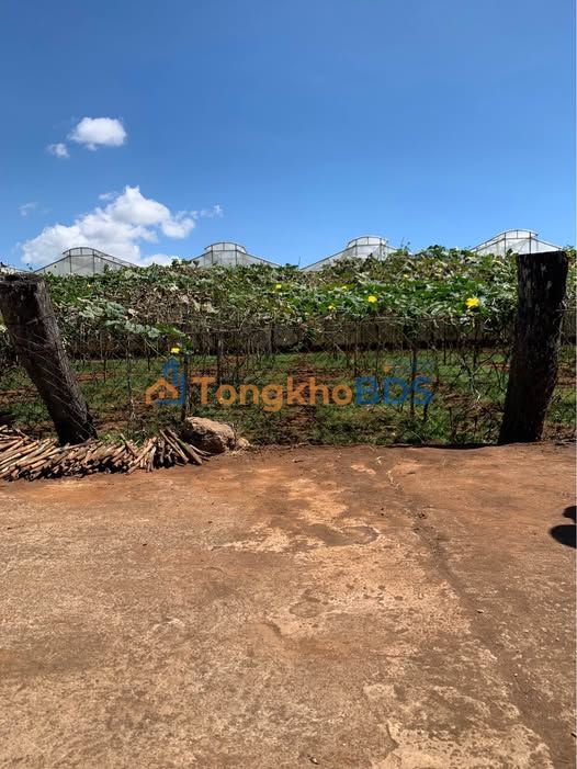 Đất Nền Đức Trọng 130m² Sổ Đỏ Riêng - Giá Tốt Ra Gấp!