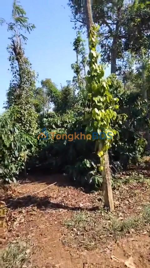 Bán Gấp Farm 5300m² Đắk Nông - Vườn Cà Phê Tiêu Thu Hoạch Tốt