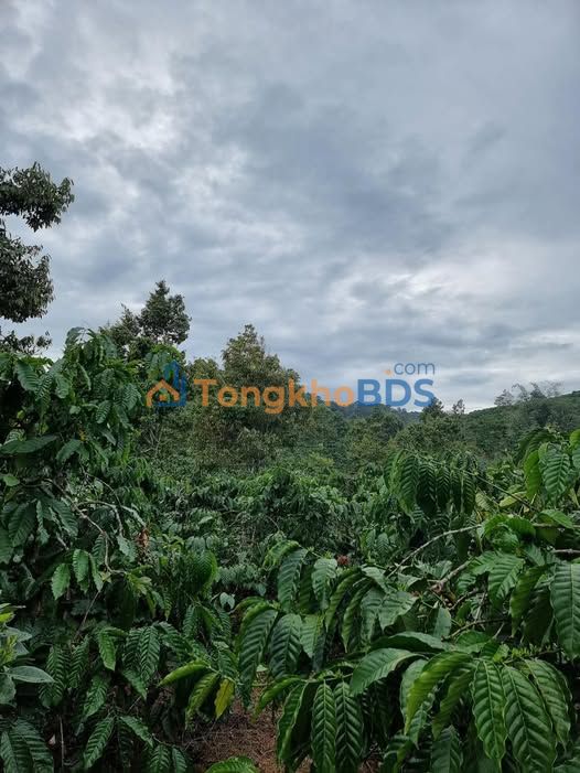 Đất Vườn Cà Phê Tiêu Đức Trọng 7.8 Sào - Sẵn Thu Nhập Ổn Định