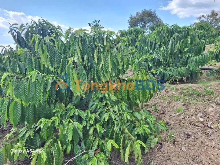 Đất nền Đạ Nhim Lạc Dương 1.440m² 2.3 tỷ - Sổ đỏ chính chủ