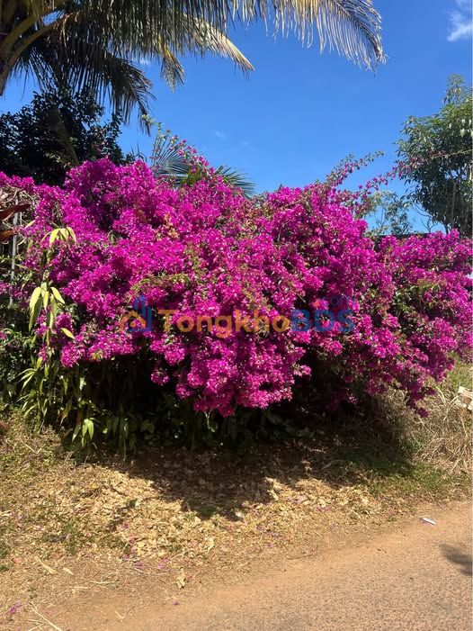 Đất nền Phường 1 Bảo Lộc 1.000m² 1,63 tỷ Hạ tầng hoàn thiện