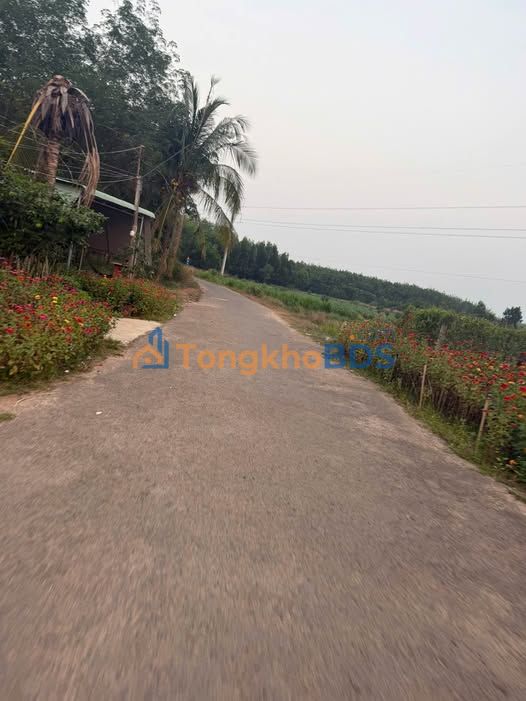 Đất Vàng 15.5 Tỷ - 15155m² Mặt Tiền Nhựa, Thạnh Bình, Tây Ninh