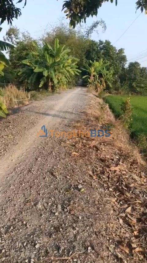 Đất nền Đốc Binh Kiều Đồng Tháp 21.000m² 5,565 tỷ - Đường to ô tô