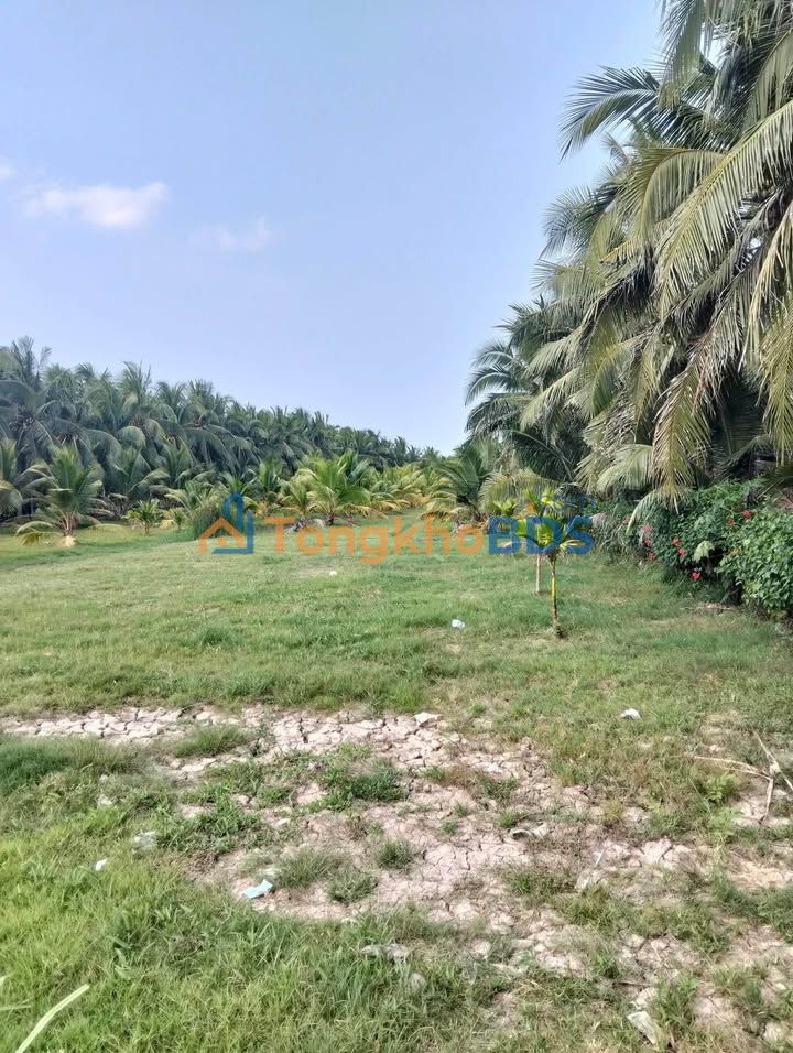 Đất nền Tân Thanh Giồng Trôm 2580m² 2.709 tỷ - Đường to ô tô