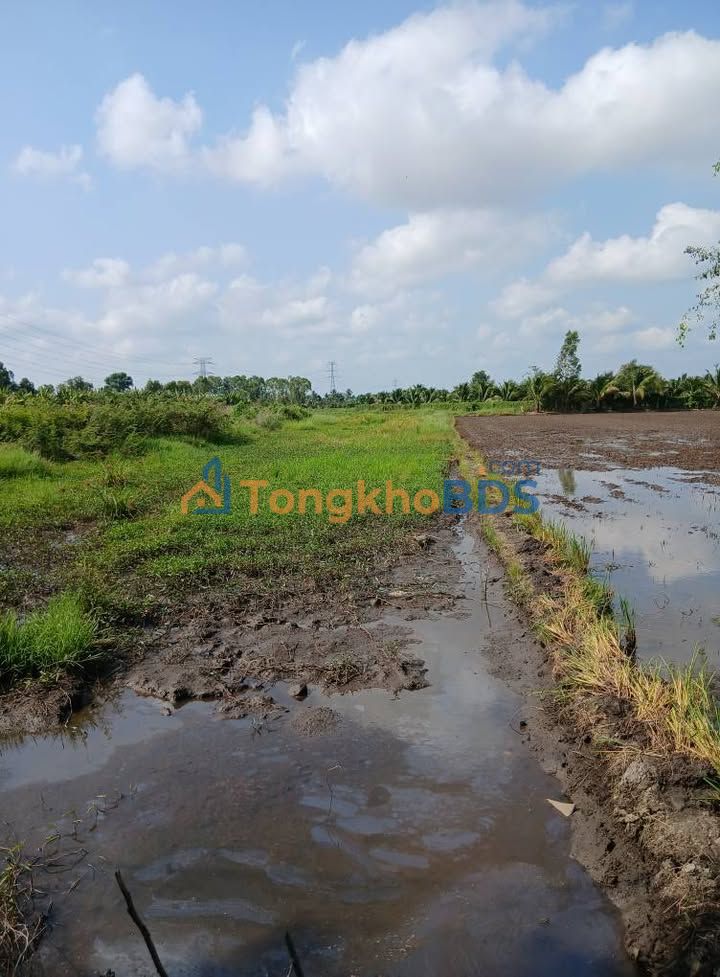 Bán Gấp Đất Vườn 3150m² Đồng Tháp - Sổ Hồng Sẵn Sàng