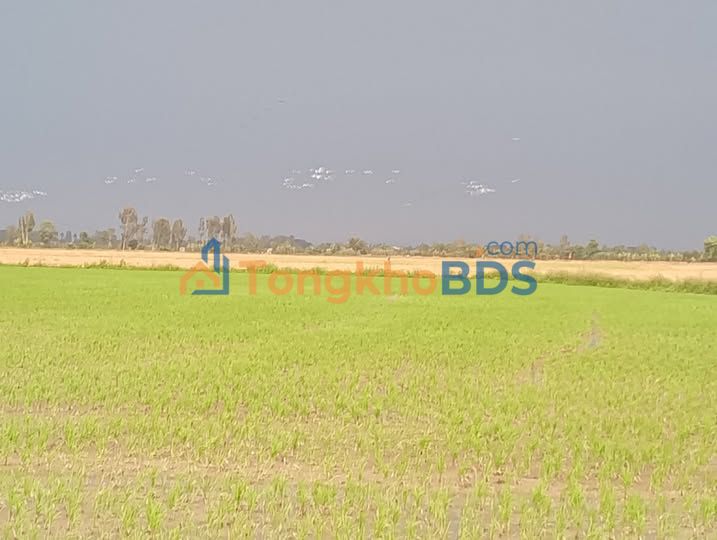 Đất nền Vĩnh Lợi Châu Thành 12.000m² - Sổ đỏ chính chủ