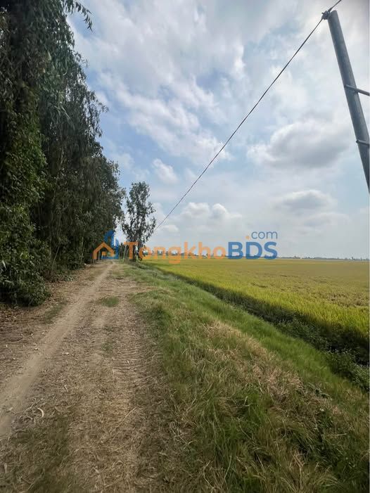 Đất lúa Vĩnh Nhuận 48 công 8.16 tỷ - Đường to ô tô