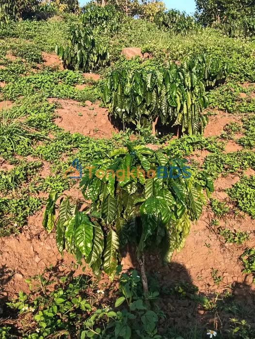 Bán gấp 1ha Rẫy Cafe Đăk Mil, Đăk Nông - Sổ đỏ chính chủ, 1.85 tỷ