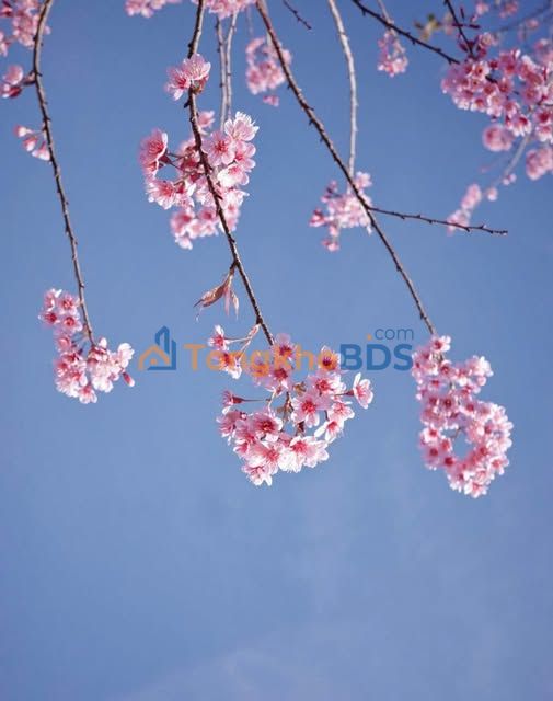 Đất Sổ Riêng Phường 8 Đà Lạt 60m² - Giá Tốt 1.6 Tỷ