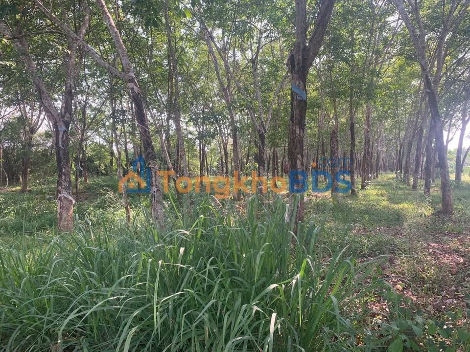 Bán Đất Vườn Đồng Nai 7300m² Sổ Riêng - Giá Tốt Đầu Tư